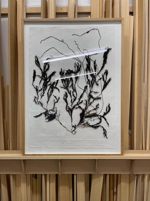 Serrated Wrack Seaweed Original by Peta King | 31 x 42'' Pressing Framed