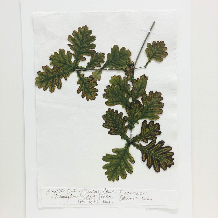 Oak Original by Peta King | A3 Pressing Framed