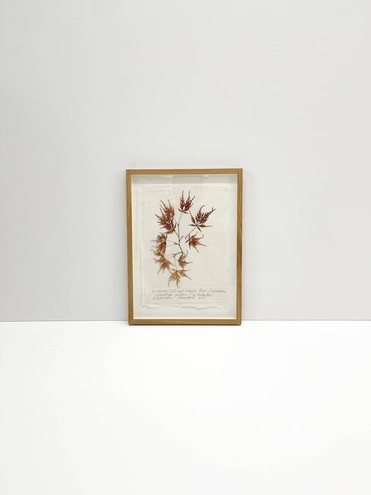 Japanese Cut Leaf Maple Original by Peta King | A4 Pressing Framed