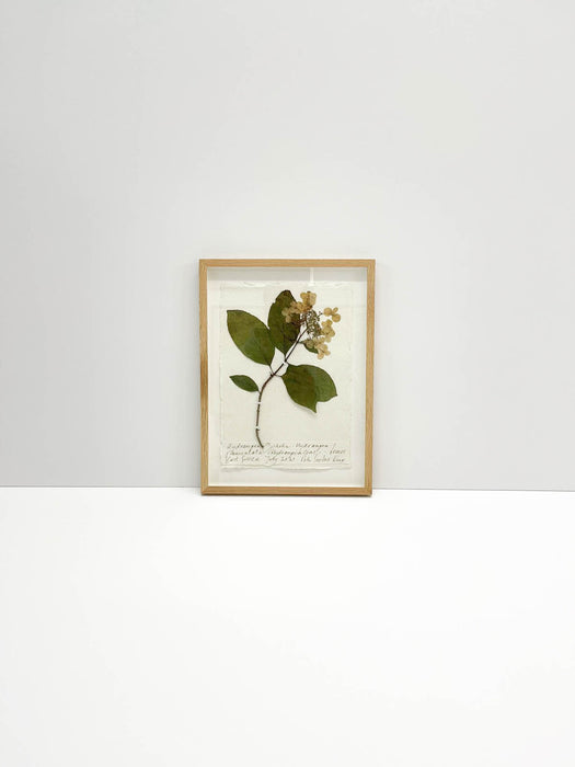 Hydrangea Ophelia Original by Peta King | A4 Pressing Framed