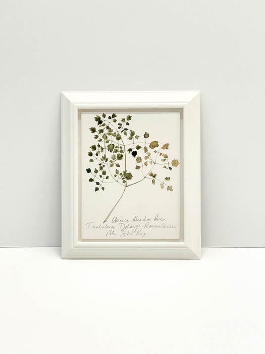 Chinese Meadow Rue Original by Peta King | Framed Gesso Study