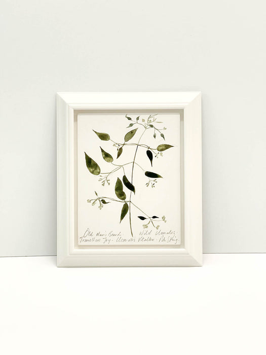 Old Man's Beard • Wild Clematis Original by Peta King | Framed Gesso Study