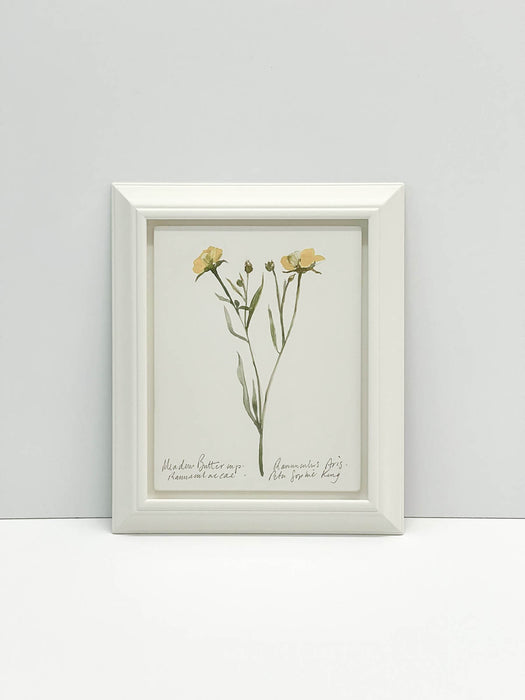 Meadow Buttercup Original by Peta King | Framed Gesso Study