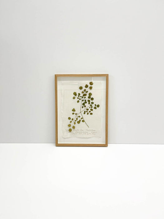 Chinese Meadow Rue • Thalictrum Original by Peta King | A4 Pressing Framed