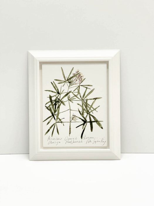 Mexican Orange Blossom Original by Peta King | Framed Gesso Study