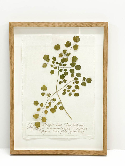 Chinese Meadow Rue • Thalictrum Original by Peta King | A4 Pressing Framed