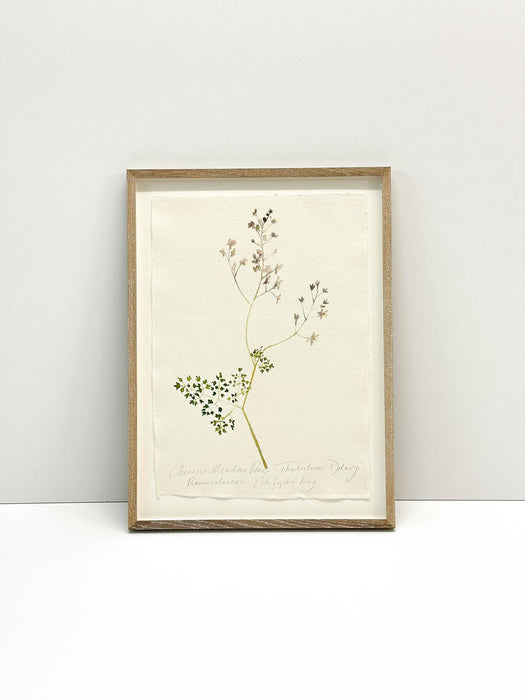 Chinese Meadow Rue • Thalictrum I Original by Peta King | Framed Paper Study