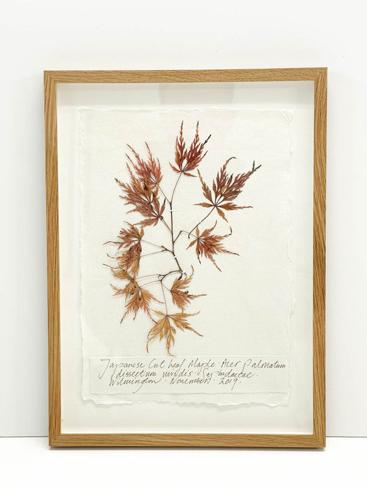 Japanese Cut Leaf Maple Original by Peta King | A4 Pressing Framed