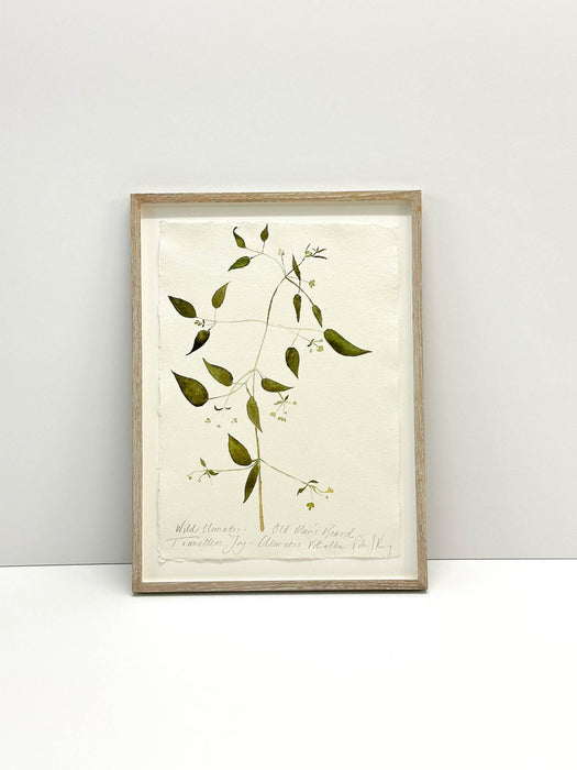 Wild Clematis • Old Man's Beard Original by Peta King | Framed Paper Study