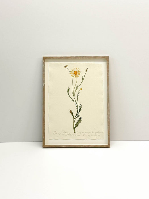 Ox Eye Daisy Original by Peta King | Framed Paper Study