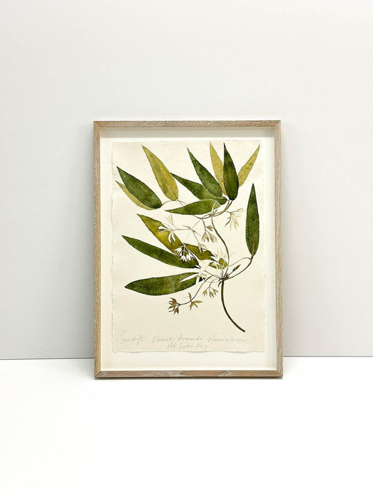 Snow Drift Clematis Original by Peta King | Framed Paper Study