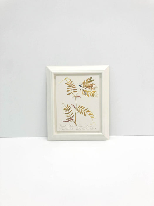 Field Vetch Original by Peta King | Framed Gesso Study