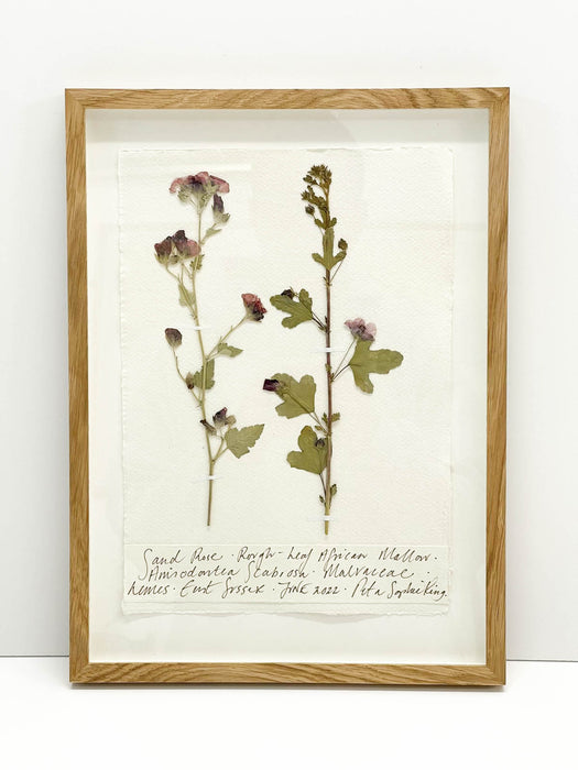 Sand Rose • African Mallow Original by Peta King | A4 Pressing Framed