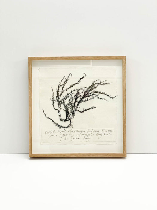 Knotted Wrack • Rock Weed Seaweed Original by Peta King | 14 x 14 Pressing Framed