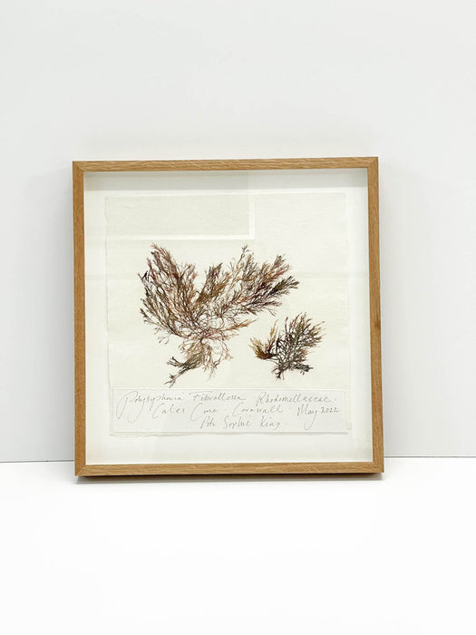 Polysiphonia Seaweed Original by Peta King | 14 x 14 Pressing Framed