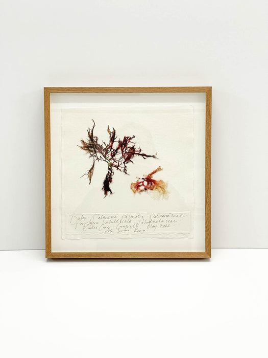 Porphyra • Dulse Seaweed Original by Peta King | 14 x 14 Pressing Framed