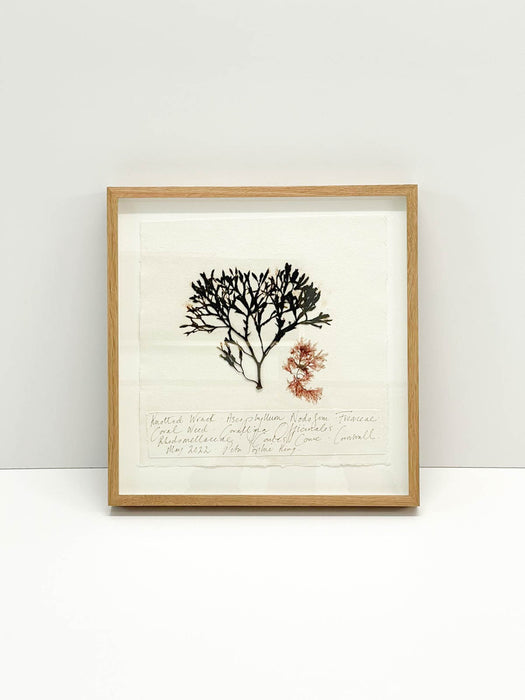 Knotted Wrack • Coral Weed Seaweed Original by Peta King | 14 x 14 Pressing Framed