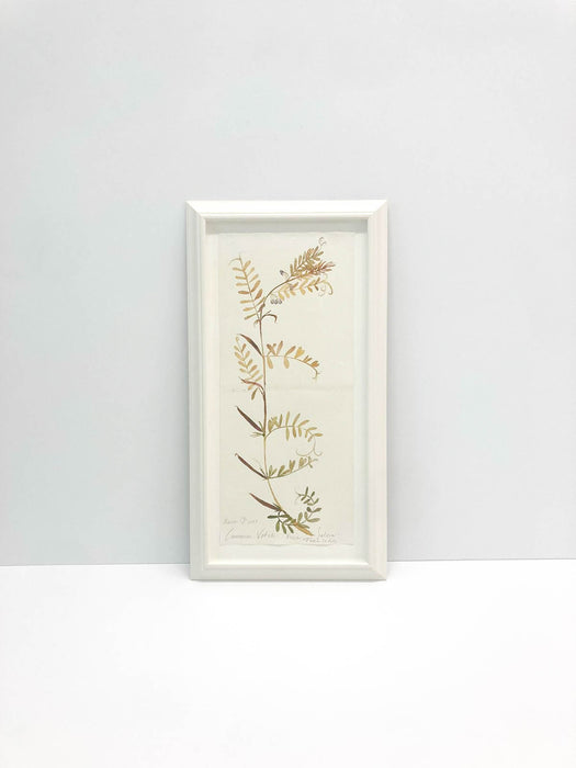 Field Vetch Original by Peta King | Framed Paper Study