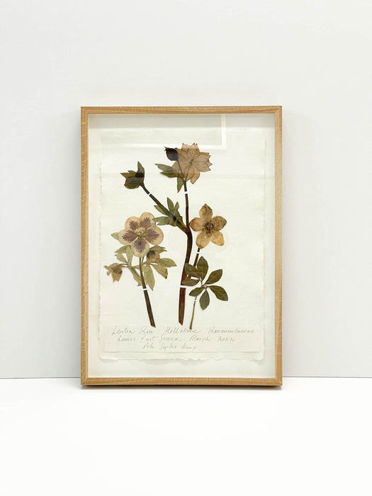 Hellebore • Lenten Rose • Original by Peta King | A3 Pressing Framed