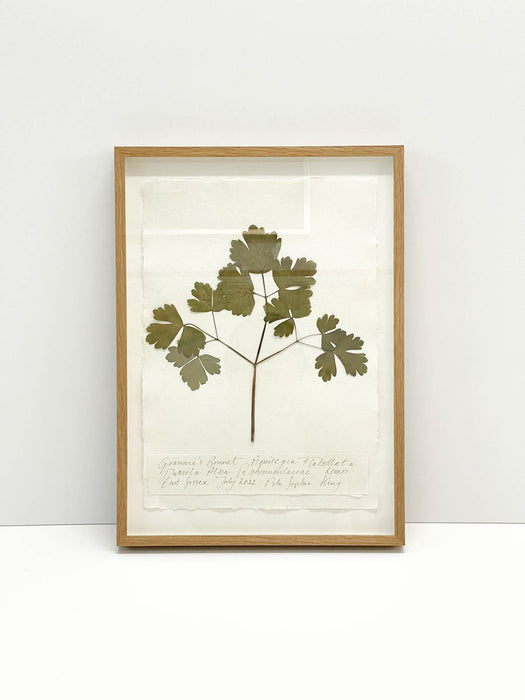 Granny's Bonnet • Aquilegia • Original by Peta King | A3 Pressing Framed