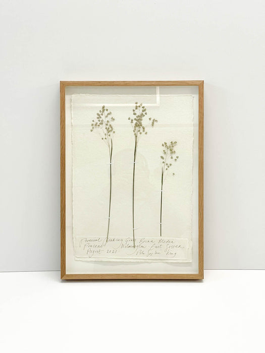 Perennial Quaking Grass • Original by Peta King | A3 Pressing Framed