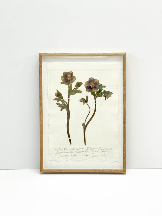 Hellebore • Lenten Rose • Original II by Peta King | A3 Pressing Framed