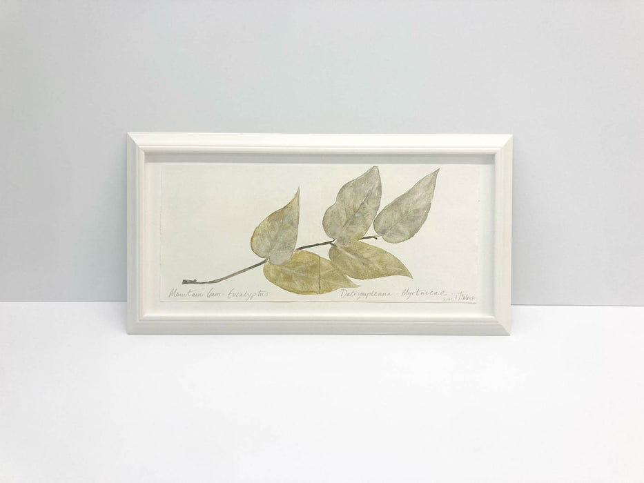 Eucalyptus Original by Peta King | Framed Paper Study