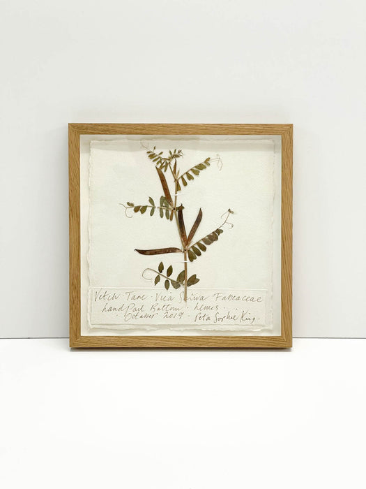 Vetch • Tare Original by Peta King | 9 x 9 Pressing Framed