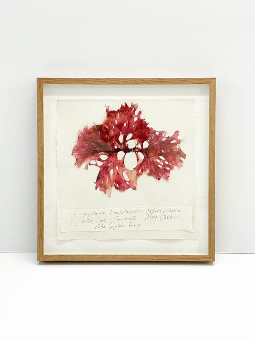 Porphyra Seaweed Original by Peta King | 14 x 14 Pressing Framed