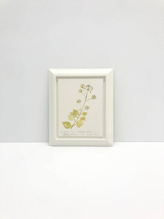 English Ivy Original by Peta King | Framed Gesso Study