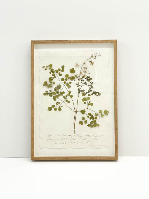 Chinese Meadow Rue • Thalictrum • Original by Peta King | A3 Pressing Framed