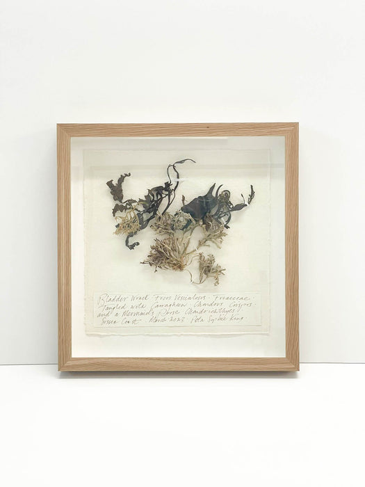 Bladder Wrack • Carragheen • Mermaid's Purse Seaweed Original by Peta King | 14 x 14 Pressing Framed