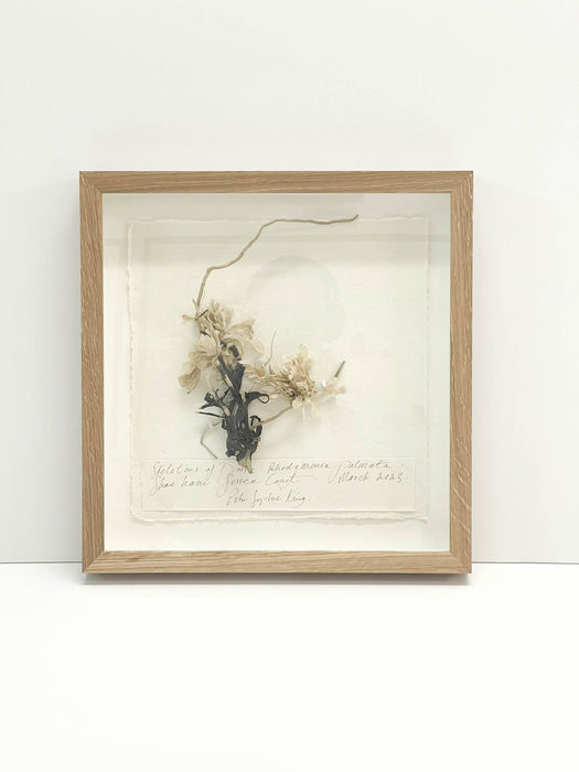 Skeletons of Dulse Seaweed Original by Peta King | 14 x 14 Pressing Framed