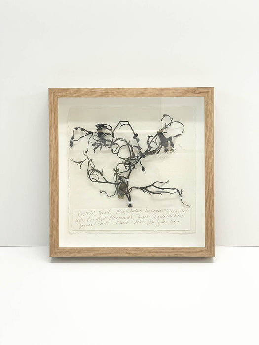 Knotted Wrack Tangled with Mermaid's Purse Seaweed Original by Peta King | 14 x 14 Pressing Framed