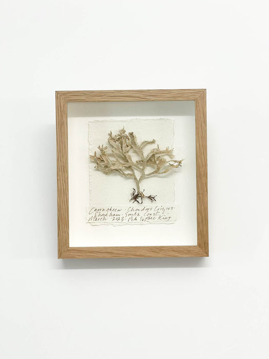 Carragheen • Irish Moss Seaweed Original Miniature by Peta King | 5 x 6 Pressing Framed