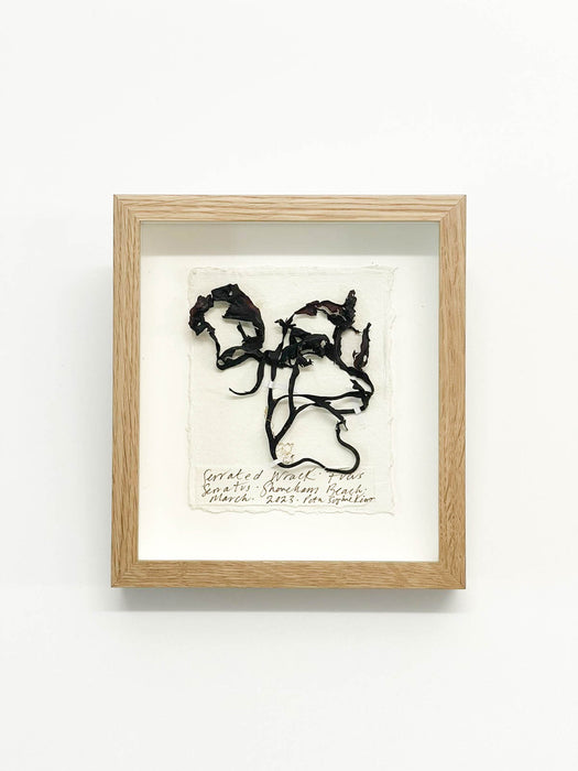 Serrated Wrack Seaweed Original Miniature by Peta King | 5 x 6 Pressing Framed