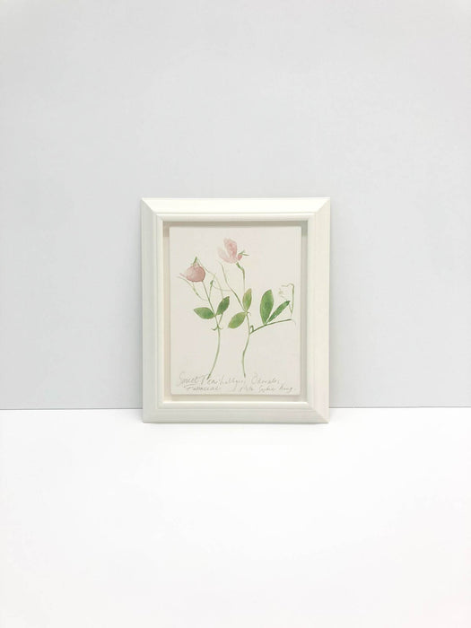 Sweet Pea Original by Peta King | Framed Gesso Study