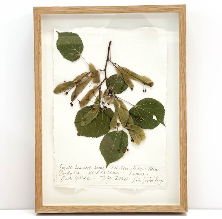 Small Leaf Lime I Original by Peta King | A4 Pressing Framed
