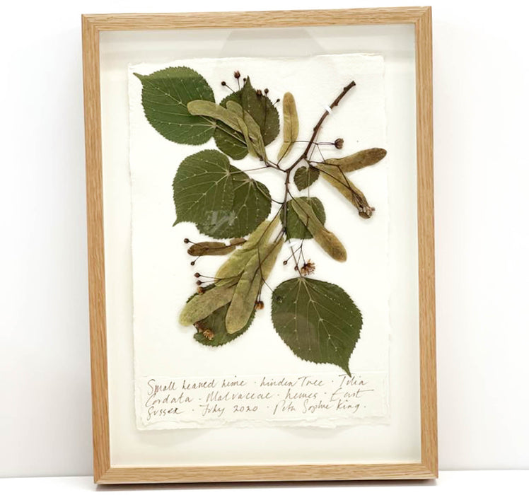 Small Leaf Lime II Original by Peta King | A4 Pressing Framed