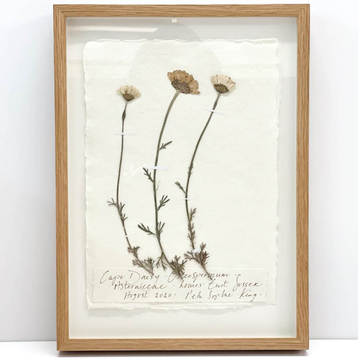 Cape Daisy I Original by Peta King | A4 Pressing Framed