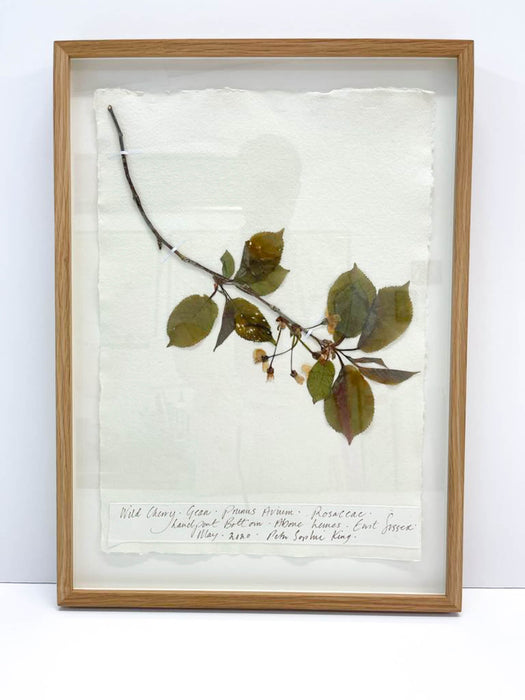 Wild Cherry Original by Peta King | A3 Pressing Framed