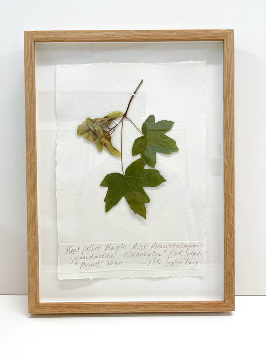 Montpelier Maple • Acer Original by Peta King | A4 Pressing Framed