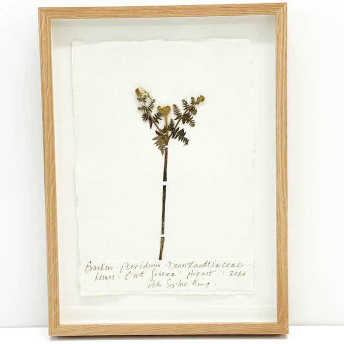 Bracken III Original by Peta King | A4 Pressing Framed