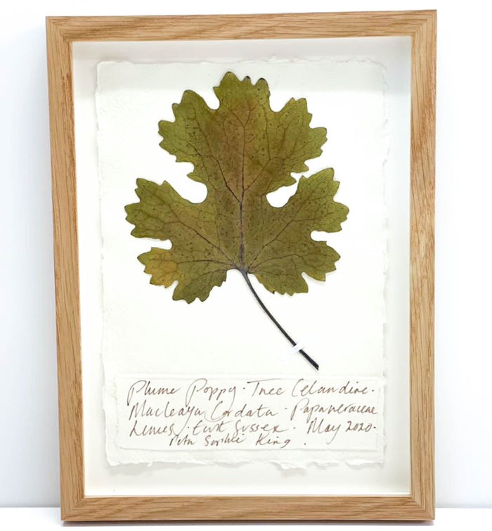 Botanicals | Hedgerow, Field & Shore