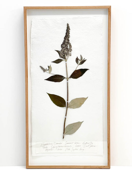 Buddleia • Butterfly Bush Original by Peta King | Framed Special Size Slim