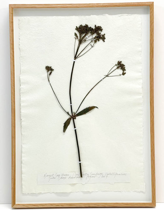 Pimpinella Saxifraga Original by Peta King | A2 Pressing Framed