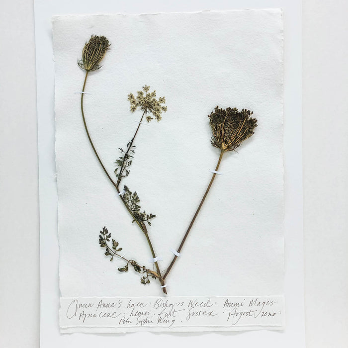 Queen Anne's Lace Original by Peta King | A3 Pressing