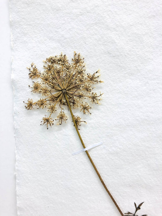 Queen Anne's Lace III Original by Peta King | A3 Pressing