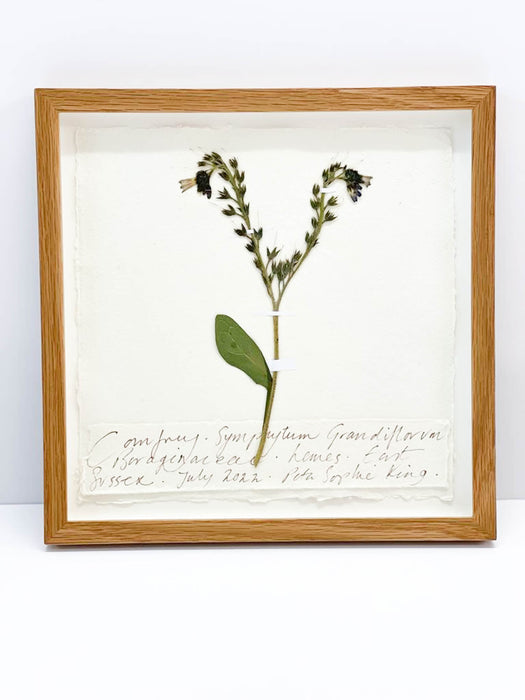 Comfrey • Symphytum Officinale Original by Peta King | 9 x 9 Pressing Framed