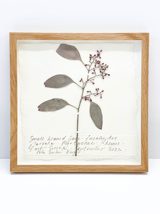 Small Leaved Gum • Eucalyptus Original by Peta King | 9 x 9 Pressing Framed